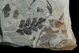 Pennsylvanian Fossil Fern (Neuropteris) Plate - Kentucky #126246-2